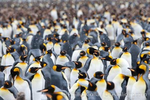 King penguin colony at Salisbury Plain, Bay of Isles, South Georgia Island.  Over 100,000 pairs of king penguins nest here, laying eggs in December and February, then alternating roles between foraging for food and caring for the egg or chick, Aptenodytes patagonicus