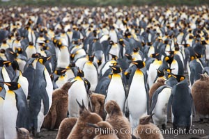 King penguins at Salisbury Plain.  Silver and black penguins are adults, while brown penguins are 'oakum boys', juveniles named for their distinctive fluffy plumage that will soon molt and taken on adult coloration. South Georgia Island, Aptenodytes patagonicus, natural history stock photograph, photo id 24506