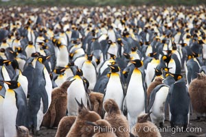 King penguins at Salisbury Plain.  Silver and black penguins are adults, while brown penguins are 'oakum boys', juveniles named for their distinctive fluffy plumage that will soon molt and taken on adult coloration, Aptenodytes patagonicus