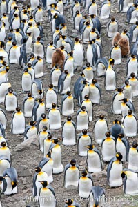King penguin colony. Over 100,000 pairs of king penguins nest at Salisbury Plain, laying eggs in December and February, then alternating roles between foraging for food and caring for the egg or chick. South Georgia Island, Aptenodytes patagonicus, natural history stock photograph, photo id 24508