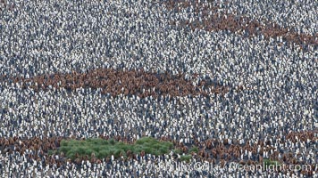King penguin colony, over 100,000 nesting pairs, viewed from above.  The brown patches are groups of 'oakum boys', juveniles in distinctive brown plumage.  Salisbury Plain, Bay of Isles, South Georgia Island, Aptenodytes patagonicus