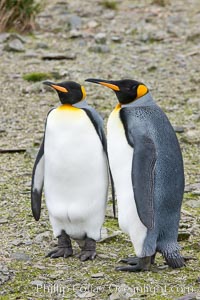 King penguins at Salisbury Plain, Bay of Isles, South Georgia Island.  Hundreds of thousands of pairs of king penguins nest here, laying eggs in December and February, then alternating roles between foraging for food and caring for the egg or chick, Aptenodytes patagonicus