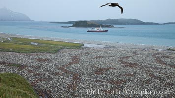 King penguin colony and the Bay of Isles on the northern coast of South Georgia Island.  Over 100,000 nesting pairs of king penguins reside here.  Dark patches in the colony are groups of juveniles with fluffy brown plumage.  The icebreaker M/V Polar Star lies at anchor, Aptenodytes patagonicus, Salisbury Plain