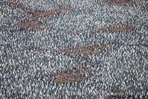 King penguins at Salisbury Plain, Aptenodytes patagonicus