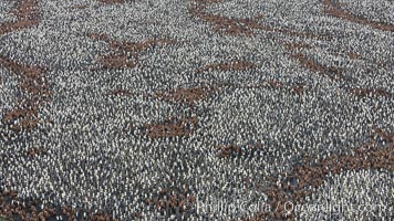 King penguin colony, over 100,000 nesting pairs, viewed from above.  The brown patches are groups of 'oakum boys', juveniles in distinctive brown plumage.  Salisbury Plain, Bay of Isles, South Georgia Island, Aptenodytes patagonicus