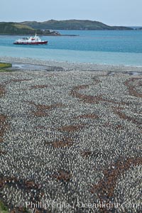 King penguin colony and the Bay of Isles on the northern coast of South Georgia Island.  Over 100,000 nesting pairs of king penguins reside here.  Dark patches in the colony are groups of juveniles with fluffy brown plumage.  The icebreaker M/V Polar Star lies at anchor, Aptenodytes patagonicus, Salisbury Plain