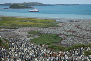 King penguin colony and the Bay of Isles on the northern coast of South Georgia Island.  Over 100,000 nesting pairs of king penguins reside here.  Dark patches in the colony are groups of juveniles with fluffy brown plumage.  The icebreaker M/V Polar Star lies at anchor, Aptenodytes patagonicus, Salisbury Plain