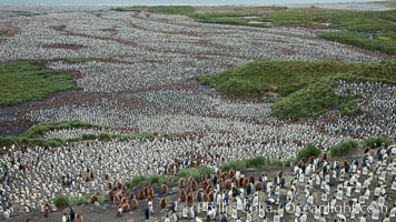 King penguins at Salisbury Plain, Aptenodytes patagonicus