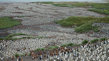King penguins at Salisbury Plain, Aptenodytes patagonicus