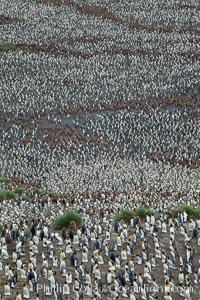 King penguins at Salisbury Plain, Aptenodytes patagonicus