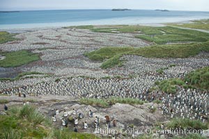 King penguin colony and the Bay of Isles on the northern coast of South Georgia Island.  Over 100,000 nesting pairs of king penguins reside here.  Dark patches in the colony are groups of juveniles with fluffy brown plumage, Aptenodytes patagonicus, Salisbury Plain