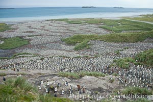 King penguin colony and the Bay of Isles on the northern coast of South Georgia Island.  Over 100,000 nesting pairs of king penguins reside here.  Dark patches in the colony are groups of juveniles with fluffy brown plumage, Aptenodytes patagonicus, Salisbury Plain