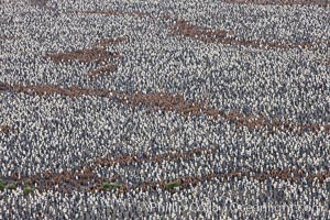 King penguin colony, over 100,000 nesting pairs, viewed from above.  The brown patches are groups of 'oakum boys', juveniles in distinctive brown plumage.  Salisbury Plain, Bay of Isles, South Georgia Island, Aptenodytes patagonicus