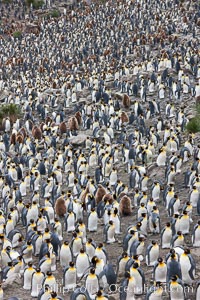 King penguins at Salisbury Plain, Aptenodytes patagonicus