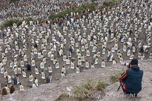 Photographer overlooking the vast king penguin colony at Salisbury Plain, with over 100,000 pairs of king penguins, Aptenodytes patagonicus