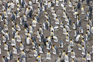 King penguin colony. Over 100,000 pairs of king penguins nest at Salisbury Plain, laying eggs in December and February, then alternating roles between foraging for food and caring for the egg or chick, Aptenodytes patagonicus