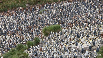 King penguins at Salisbury Plain, Aptenodytes patagonicus