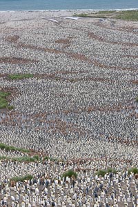 King penguin colony, over 100,000 nesting pairs, viewed from above.  The brown patches are groups of 'oakum boys', juveniles in distinctive brown plumage.  Salisbury Plain, Bay of Isles, South Georgia Island, Aptenodytes patagonicus