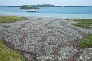 King penguin colony and the Bay of Isles on the northern coast of South Georgia Island, Aptenodytes patagonicus.