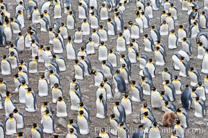 King penguin colony at Salisbury Plain, South Georgia Island.