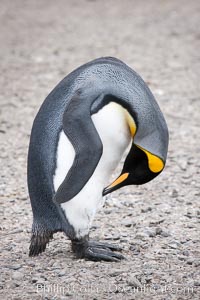 King penguin preening. Salisbury Plain, Bay of Isles, South Georgia Island, Aptenodytes patagonicus