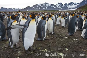 King penguin colony (Aptenodytes patagonicus). Over 100,000 pairs of king penguins nest at Salisbury Plain, South Georgia Island.