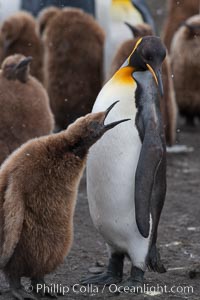 Juvenile 'oakum boy' penguin begs for food, which the adult will regurgitate from its stomach after foraging at sea.  This scene plays out thousands of times each hour amid the vast king penguin colony at Salisbury Plain, where over 100,000 pairs of king penguins nest and rear their chicks, Aptenodytes patagonicus