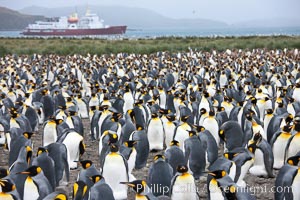 Icebreaker M/V Polar Star anchored in the Bay of Isles,offshore of the vast king penguin colony at Salisbury Plain.