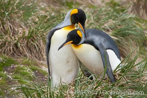 King penguin, mated pair courting, displaying courtship behavior including mutual preening.