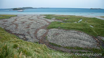 King penguin colony and the Bay of Isles on the northern coast of South Georgia Island.  Over 100,000 nesting pairs of king penguins reside here.  Dark patches in the colony are groups of juveniles with fluffy brown plumage.  The icebreaker M/V Polar Star lies at anchor.