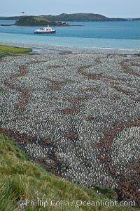 King penguin colony and the Bay of Isles on the northern coast of South Georgia Island.  Over 100,000 nesting pairs of king penguins reside here.  Dark patches in the colony are groups of juveniles with fluffy brown plumage.  The icebreaker M/V Polar Star lies at anchor, Aptenodytes patagonicus, Salisbury Plain