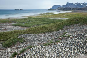 King penguin colony and the Bay of Isles on the northern coast of South Georgia Island.  Over 100,000 nesting pairs of king penguins reside here.  Dark patches in the colony are groups of juveniles with fluffy brown plumage, Aptenodytes patagonicus, Salisbury Plain