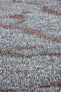 King penguin colony, over 100,000 nesting pairs, viewed from above.  The brown patches are groups of 'oakum boys', juveniles in distinctive brown plumage.  Salisbury Plain, Bay of Isles, South Georgia Island, Aptenodytes patagonicus