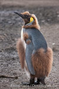 Oakum boys, juvenile king penguins at Salisbury Plain, South Georgia Island.  Named 'oakum boys' by sailors for the resemblance of their brown fluffy plumage to the color of oakum used to caulk timbers on sailing ships, these year-old penguins will soon shed their fluffy brown plumage and adopt the colors of an adult.