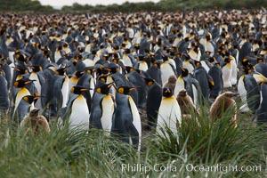 King penguin colony. Over 100,000 pairs of king penguins nest at Salisbury Plain, laying eggs in December and February, then alternating roles between foraging for food and caring for the egg or chick.