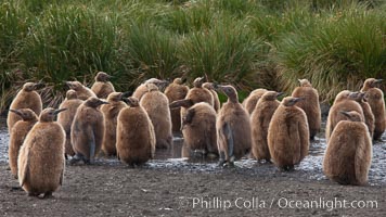 Oakum boys, juvenile king penguins at Salisbury Plain, South Georgia Island.  Named 'oakum boys' by sailors for the resemblance of their brown fluffy plumage to the color of oakum used to caulk timbers on sailing ships, these year-old penguins will soon shed their fluffy brown plumage and adopt the colors of an adult, Aptenodytes patagonicus