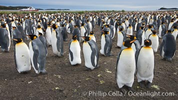 King penguin colony. Over 100,000 pairs of king penguins nest at Salisbury Plain, laying eggs in December and February, then alternating roles between foraging for food and caring for the egg or chick, Aptenodytes patagonicus