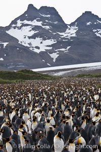 King penguin colony at Salisbury Plain, Bay of Isles, South Georgia Island.  Over 100,000 pairs of king penguins nest here, laying eggs in December and February, then alternating roles between foraging for food and caring for the egg or chick.
