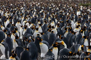 King penguin colony at Salisbury Plain, Bay of Isles, South Georgia Island.  Over 100,000 pairs of king penguins nest here, laying eggs in December and February, then alternating roles between foraging for food and caring for the egg or chick, Aptenodytes patagonicus