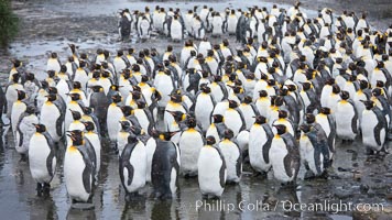 King penguin colony at Salisbury Plain, Bay of Isles, South Georgia Island.  Over 100,000 pairs of king penguins nest here, laying eggs in December and February, then alternating roles between foraging for food and caring for the egg or chick.