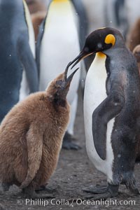 Juvenile 'oakum boy' penguin begs for food, which the adult will regurgitate from its stomach after foraging at sea.  This scene plays out thousands of times each hour amid the vast king penguin colony at Salisbury Plain, where over 100,000 pairs of king penguins nest and rear their chicks, Aptenodytes patagonicus