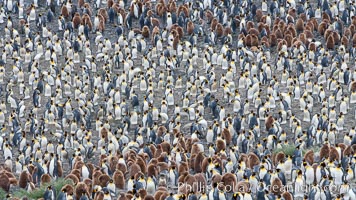 King penguins at Salisbury Plain, Aptenodytes patagonicus