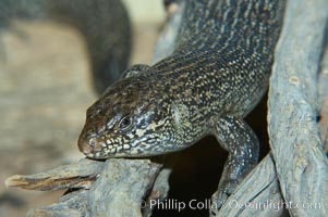 Kings skink, Egernia kingii