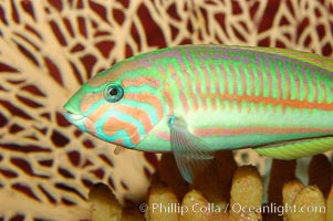 Klunzingers wrasse, Thalassoma rueppellii