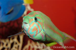 Klunzingers wrasse, Thalassoma rueppellii