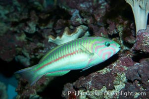 Klunzingers wrasse., Thalassoma rueppellii, natural history stock photograph, photo id 11800