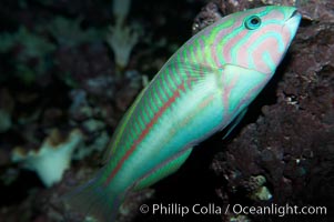 Klunzingers wrasse, Thalassoma rueppellii