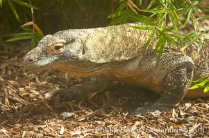Komodo dragon, the worlds largest lizard, grows to 10 feet (3m) and over 500 pounds.  They have an acute sense of smell and are notorious meat-eaters.  The saliva of the Komodo dragon is deadly, an adaptation to help it more quickly consume its prey, Varanus komodoensis