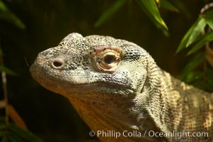 Komodo dragon, the worlds largest lizard, grows to 10 feet (3m) and over 500 pounds.  They have an acute sense of smell and are notorious meat-eaters.  The saliva of the Komodo dragon is deadly, an adaptation to help it more quickly consume its prey, Varanus komodoensis