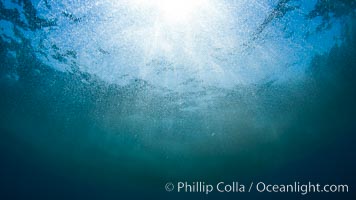 Krill.  A thin cloud of pink krill gathers at the ocean surface, where it is likely to be preyed upon by sharks, fish, birds and whales, San Diego, California